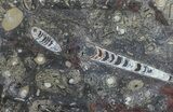 Fossil Orthoceras & Goniatite Plate - Stoneware #57787-1